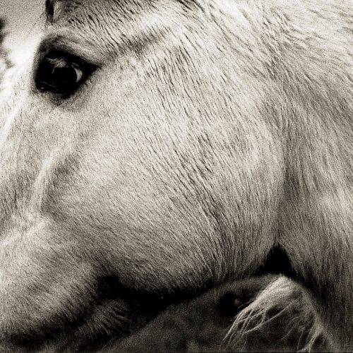 BONNY LIGHT HORSEMAN - BONNY LIGHT HORSEMAN //37b03b// (Released 24th January)
