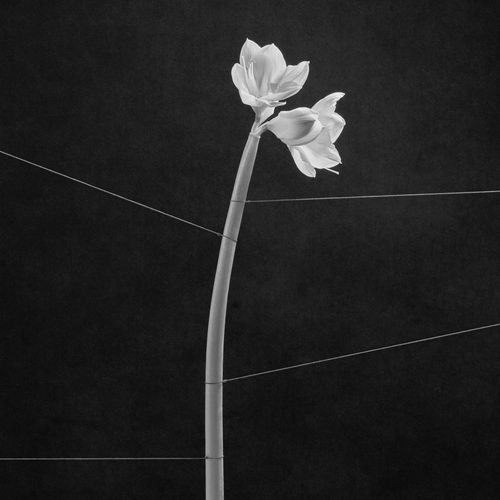 Trentemoller - "Dreamweaver" (Released 13th September 2024)