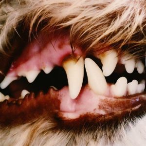 Lucius - "Lucius" (Released 2nd May 2025)